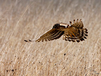 Female Harrier Hunting